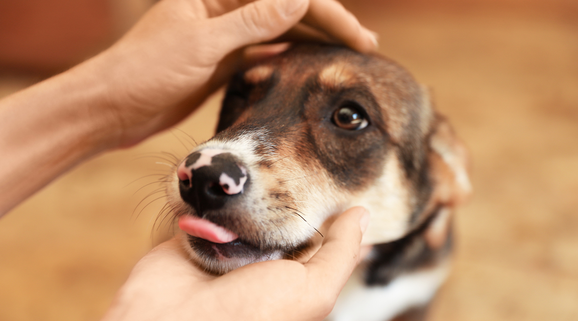 Dog’s head being held by someone’s hands who is clearly examining the dog